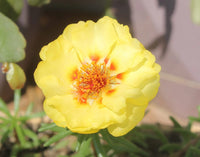 Portulaca Grandiflora Blume Blumensamen zur Aussaat Wildblume Mischung Traditionssorte & ohne Gentechnik Samen Hausgarten