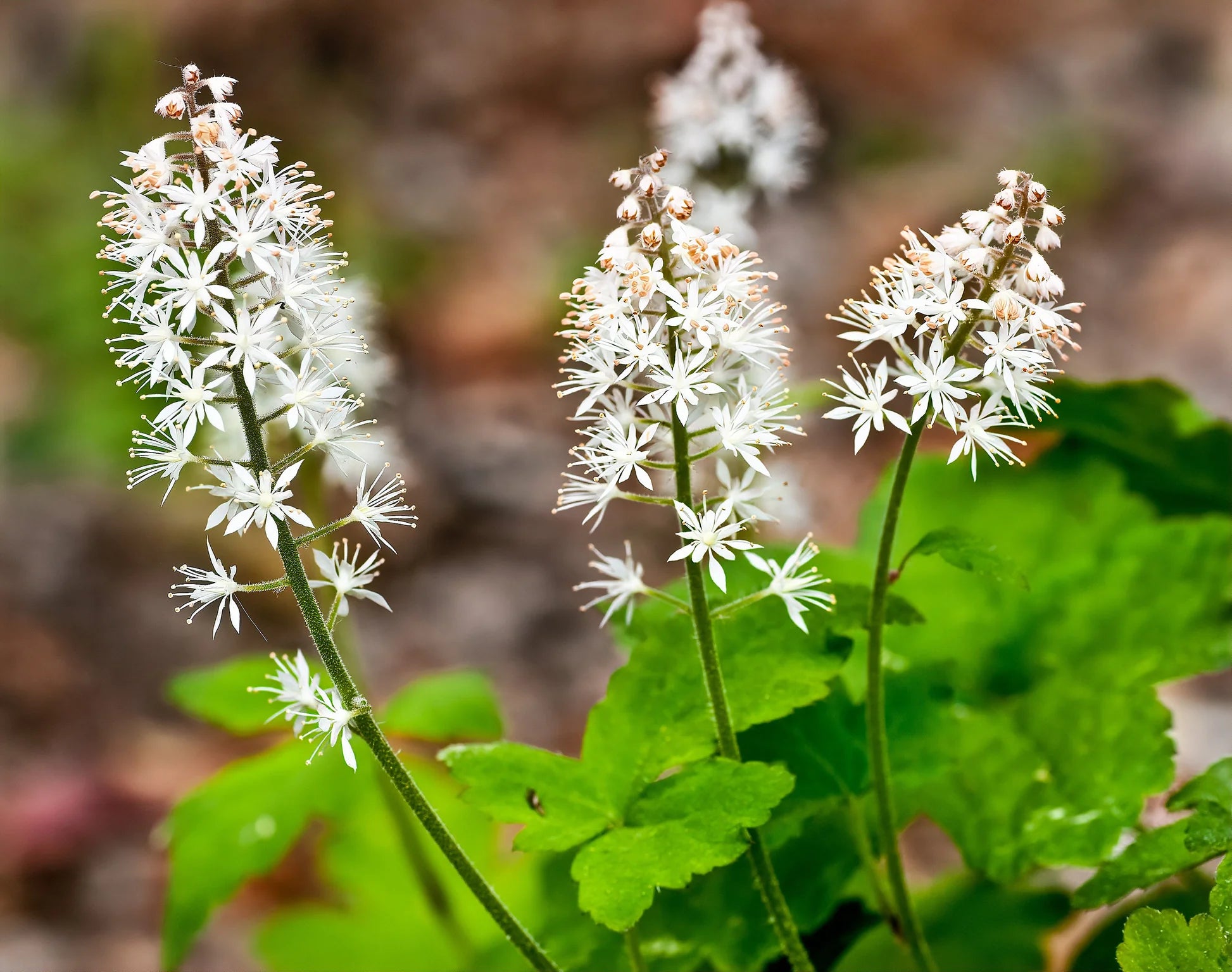 Weiß Tiarella Trifoliata Blumensamen zur Aussaat – farbenfroh Schau – Traditionssorte & ohne Gentechnik Samen Hausgarten