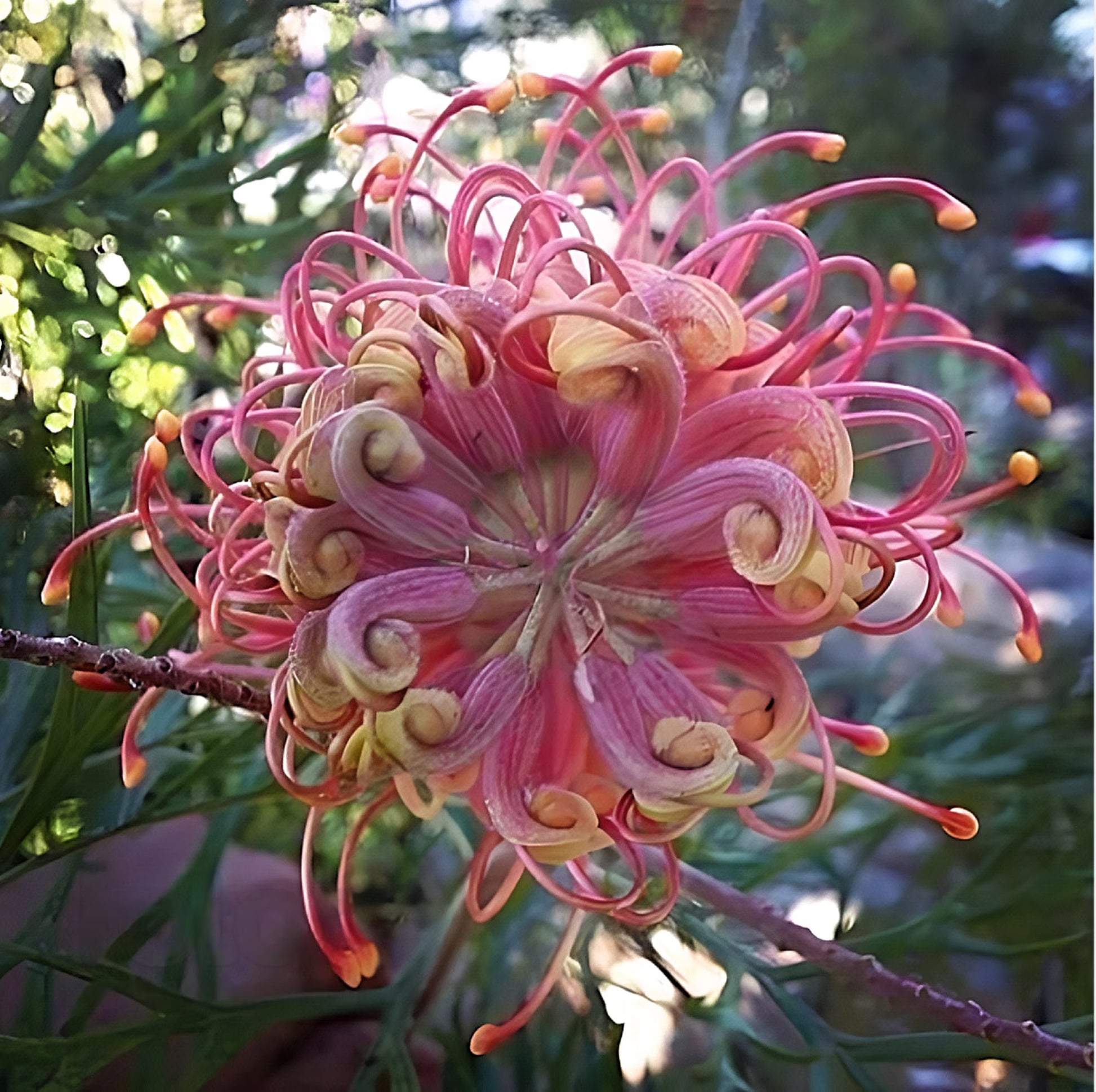 Gemischt Grevillea Blumensamen zur Aussaat – sonnenliebend – Traditionssorte & ohne Gentechnik Samen Hausgarten