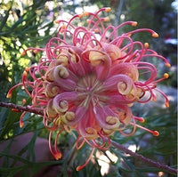 Gemischt Grevillea Blumensamen zur Aussaat – sonnenliebend – Traditionssorte & ohne Gentechnik Samen Hausgarten