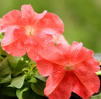 Orange Rot Petunie Blumensamen zur Aussaat leuchtend Garten Blüten Traditionssorte & ohne Gentechnik Samen Hausgarten