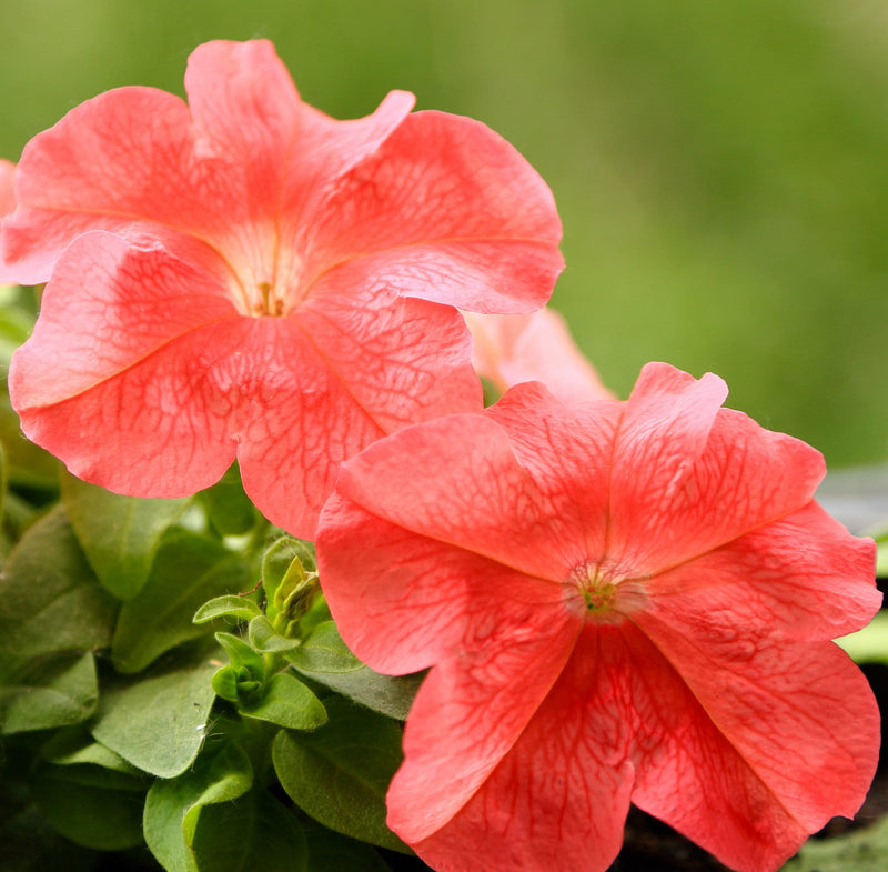 Orange Rot Petunie Blumensamen zur Aussaat leuchtend Garten Blüten Traditionssorte & ohne Gentechnik Samen Hausgarten