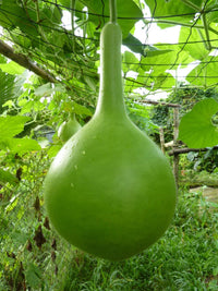 Lagenaria Siceraria Pumpkin Gemüse Samen zum Pflanzen in Gemüse Patch