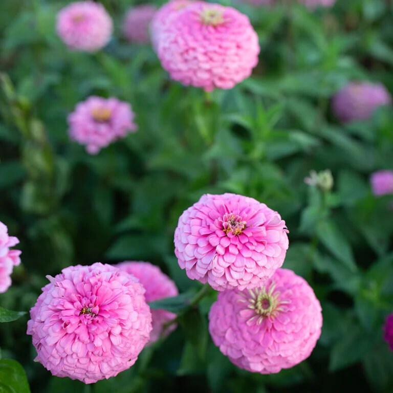 Zinnie Benary riesig Rosa Samen leuchtend – Rosa Zinnie Blüten