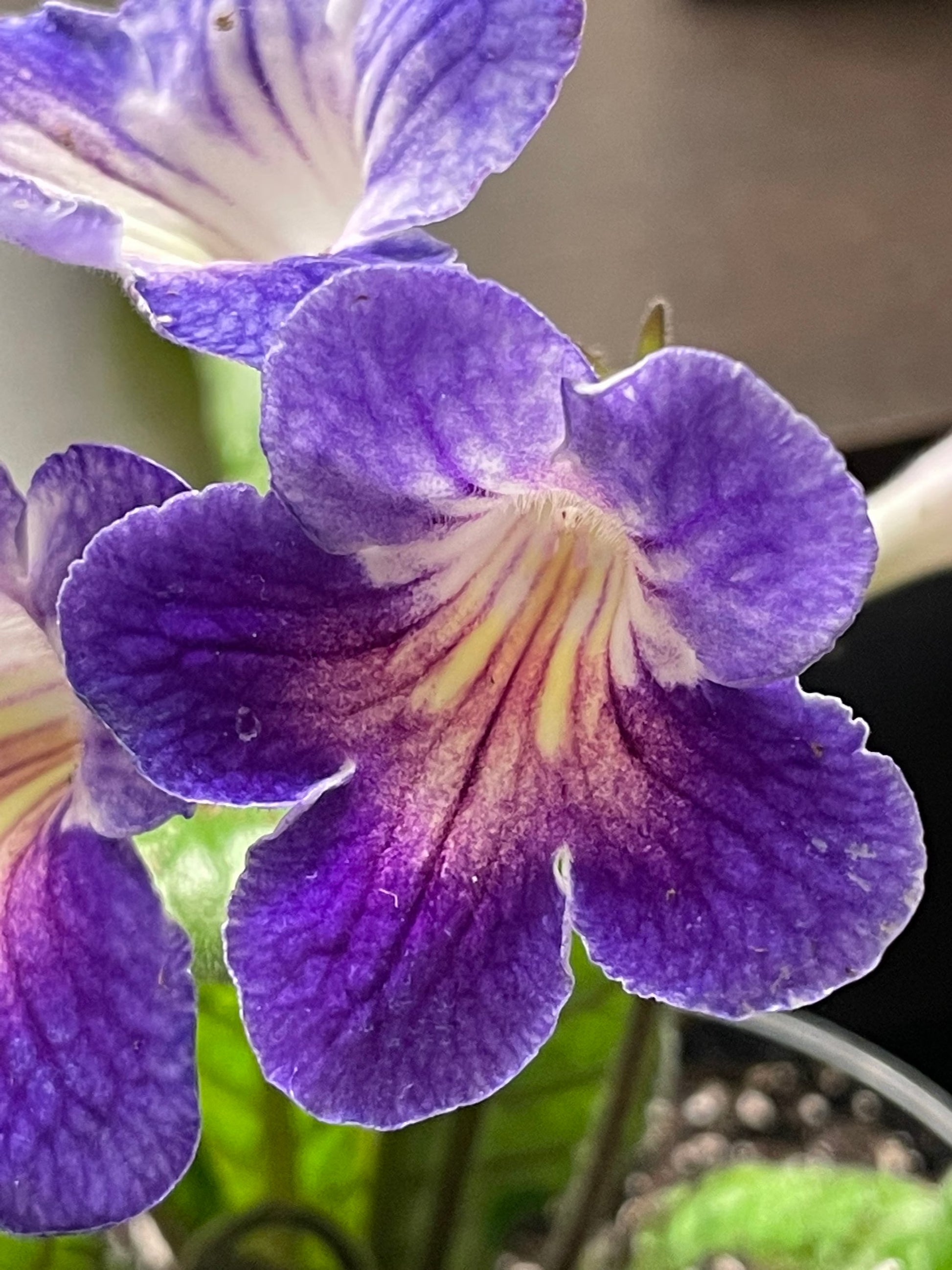 Streptocarpus Blumensamen leuchtend Blüten ideal Gardening & Aussaat