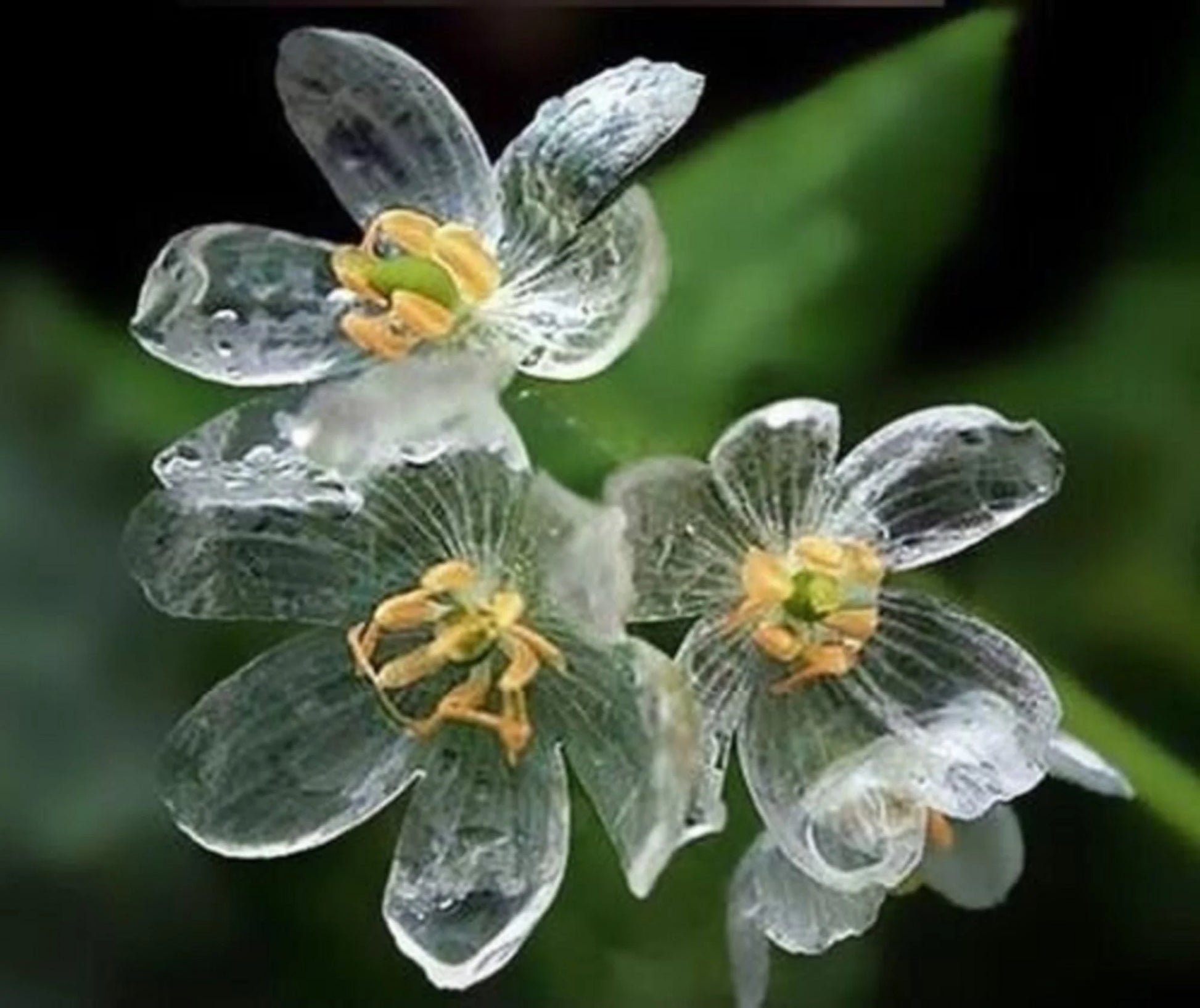 Exquisite Skeleton Blumensamen – Diphylleia Grayi Magical Halbschatten Gärten