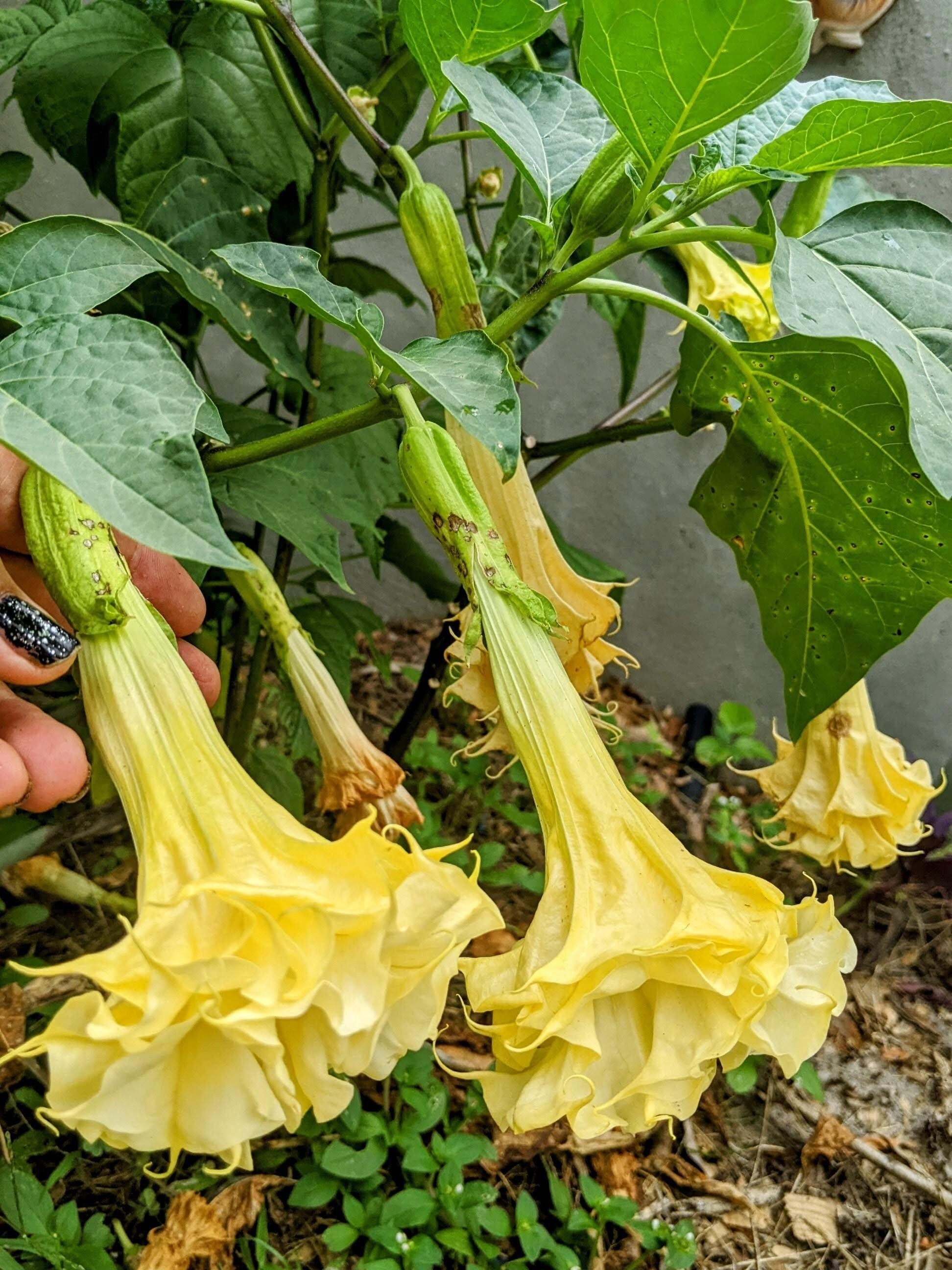 Gelb Dhatura Blumensamen zur Aussaat Bestäuber freundlich Traditionssorte & ohne Gentechnik Samen Hausgarten