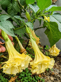 Gelb Dhatura Blumensamen zur Aussaat Bestäuber freundlich Traditionssorte & ohne Gentechnik Samen Hausgarten