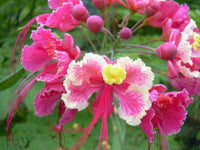 Rosa Caesalpinia Pulcherrima Blume Samen zur Aussaat – leuchtend tropisch Blüten für Ihren Garten