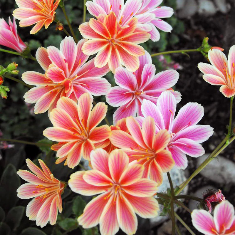 Lewisia Sunset Strain Gemischt Samen – ideal zur Aussaat