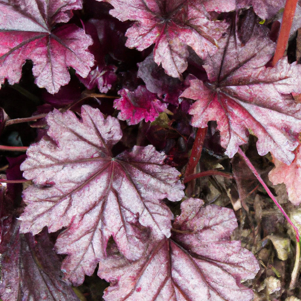 klein Rosa Heuchera Blumensamen zur Aussaat duftend Blüten Traditionssorte & ohne Gentechnik Samen Hausgarten