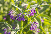 Comfrey Blumensamen zur Aussaat mehrjährig Garten Blüten
