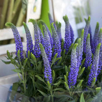 Veronica Spicata Blumensamen zur Aussaat – Bestäuber freundlich – Traditionssorte & ohne Gentechnik Samen Hausgarten