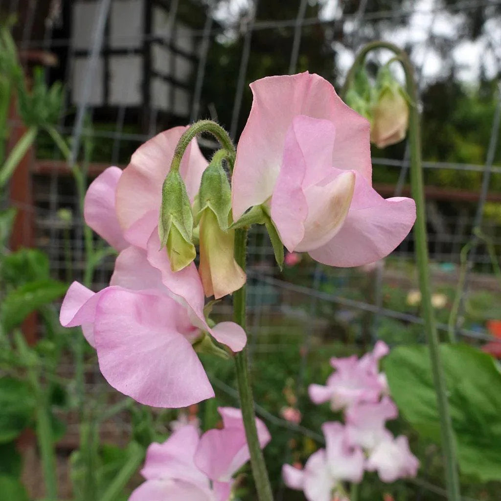 Wicke Cupid Blumensamen zur Aussaat Anzucht Traditionssorte & ohne Gentechnik Samen Hausgarten