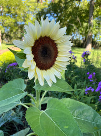 Weiß Sonnenblume Samen zur Aussaat