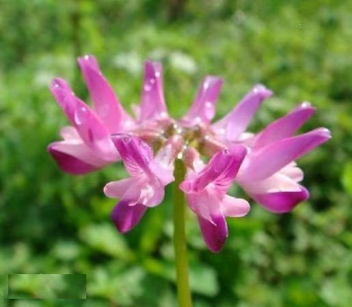 Astragalus Lavendel Blumensamen zur Aussaat – Garten beliebt – Traditionssorte & ohne Gentechnik Samen Hausgarten