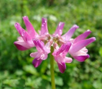 Astragalus Lavendel Blumensamen zur Aussaat – Garten beliebt – Traditionssorte & ohne Gentechnik Samen Hausgarten