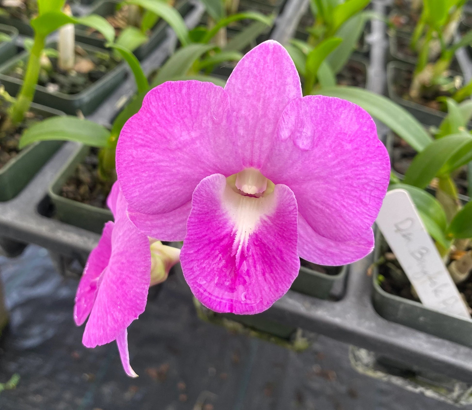Rosa Dendrobium Blumensamen zur Aussaat hochwertige Qualitäts- Traditionssorte & ohne Gentechnik Samen Hausgarten