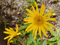 Fresh Arnica Blumensamen zur Aussaat – leuchtend Blüten – Traditionssorte & ohne Gentechnik Samen Hausgarten