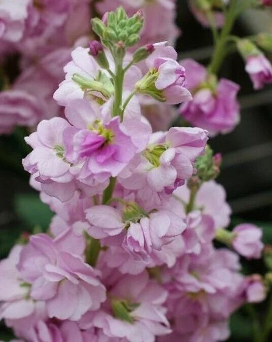 hell Rosa Levkoje Blumensamen zur Aussaat – farbenfroh Schau – Traditionssorte & ohne Gentechnik Samen Hausgarten
