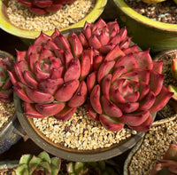 Dark (dark rot) samen for anpflanzung in home garten