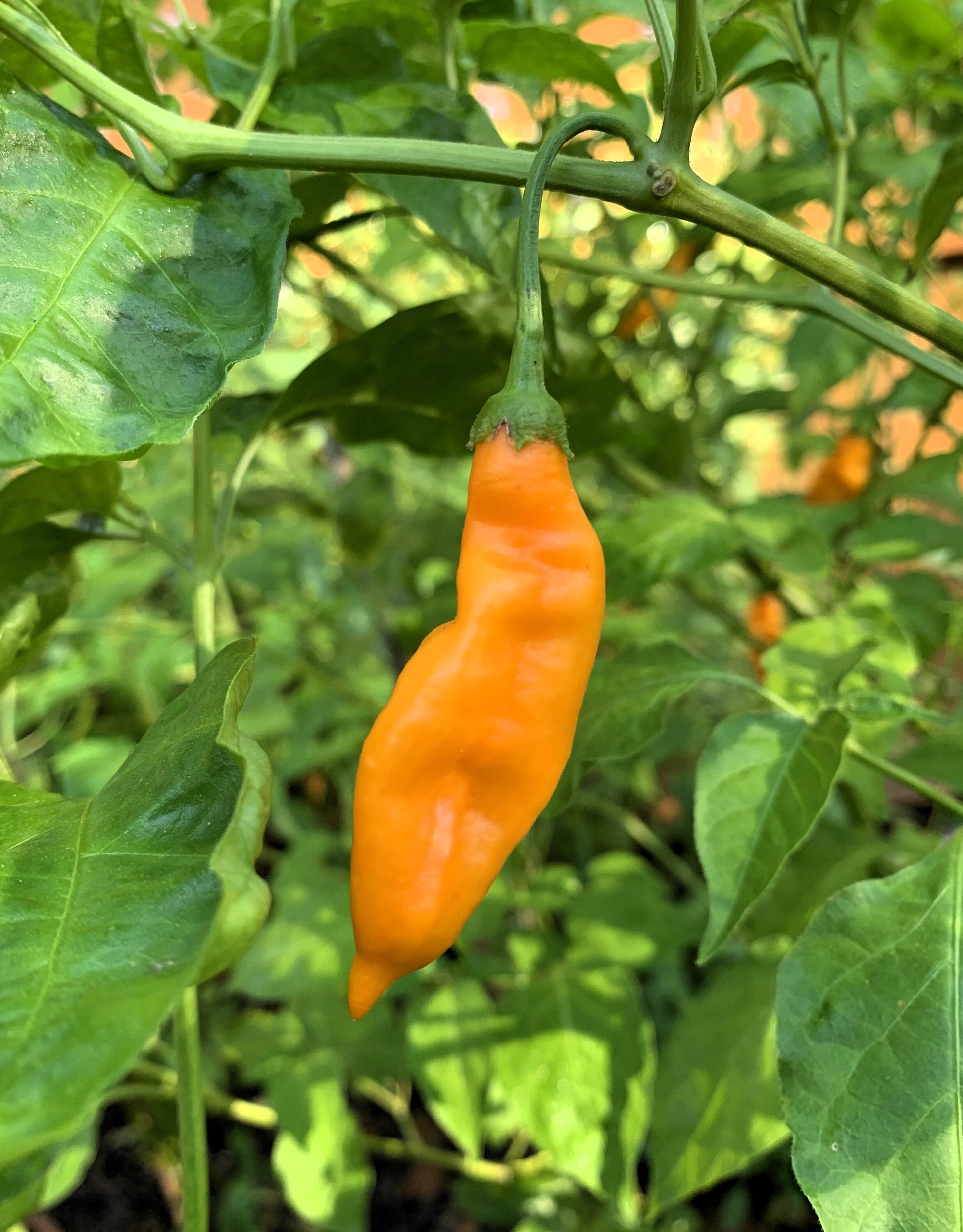 Aji Mango Chile Pepper Samen zum Pflanzen