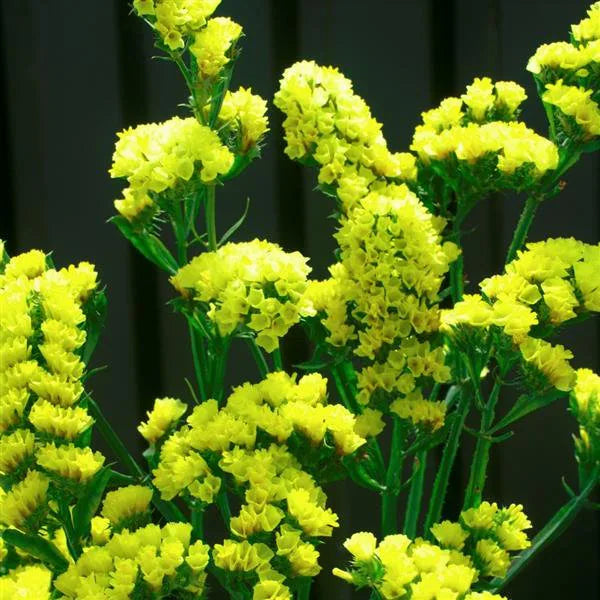 Gelb Statice Blumensamen zur Aussaat – hochwertige Qualitäts- – Traditionssorte & ohne Gentechnik Samen Hausgarten