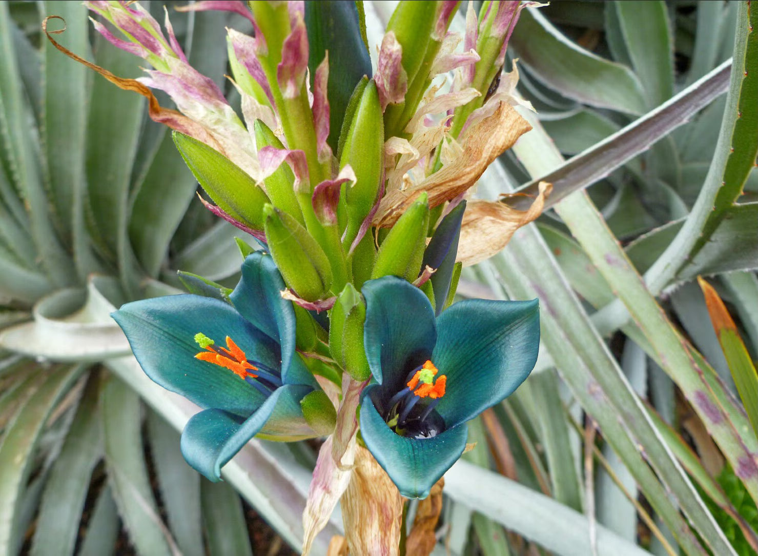 Blau Puya Venusta Blumensamen zur Aussaat – Bestäuber freundlich – Traditionssorte & ohne Gentechnik Samen Hausgarten