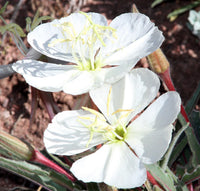 Weiß Oenothera Blumensamen zur Aussaat – Wildblume Mischung – Traditionssorte & ohne Gentechnik Samen Hausgarten