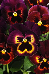 Matrix Sangria Stiefmütterchen Blumensamen ausdrucksstark – Gartenblumen