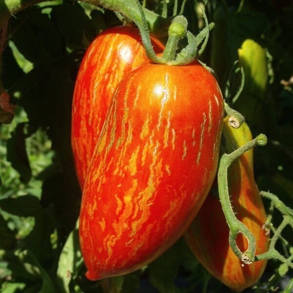 Rot Speckle Tomate Samen for Gemüse Planting