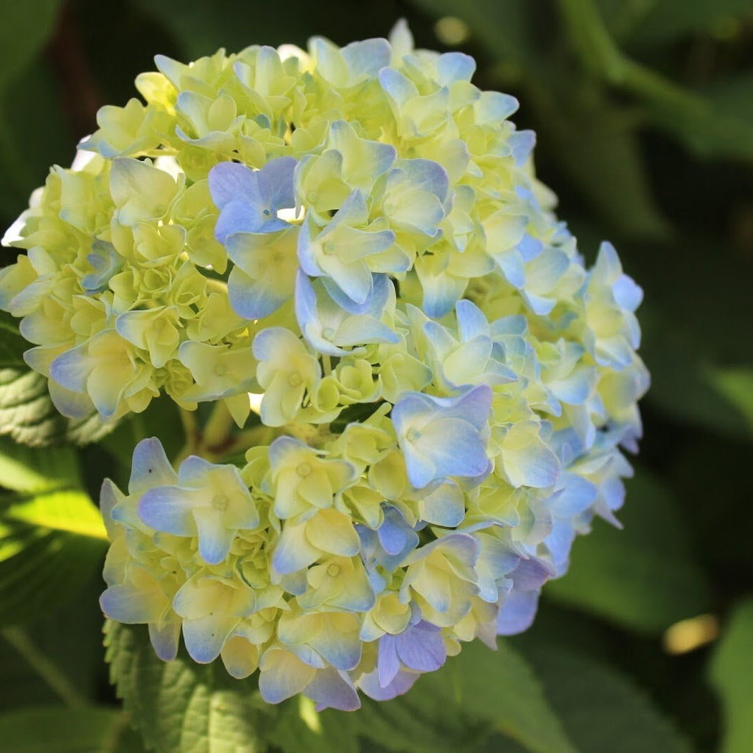 Blau & gelb hydrangea blume samen for anpflanzung garten favorite heirloom & gmo free samen for home garten
 
 sale samen for home garten anpflanzung