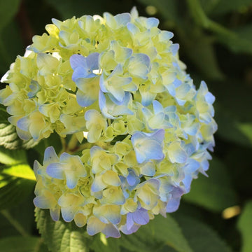 Blau & gelb hydrangea blume samen for anpflanzung garten favorite heirloom & gmo free samen for home garten
 
 sale samen for home garten anpflanzung