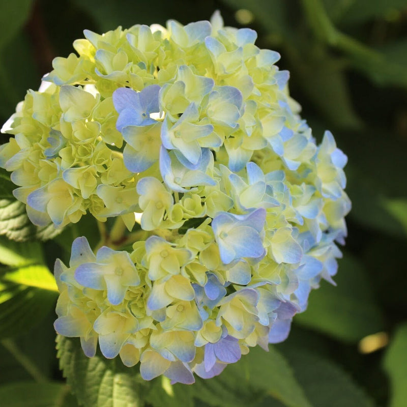 Blau & gelb hydrangea blume samen for anpflanzung garten favorite heirloom & gmo free samen for home garten
 
 sale samen for home garten anpflanzung