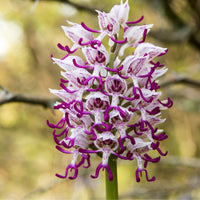 Weiß Man Orchidee Blumensamen zur Aussaat – pflegeleicht – Traditionssorte & ohne Gentechnik Samen Hausgarten