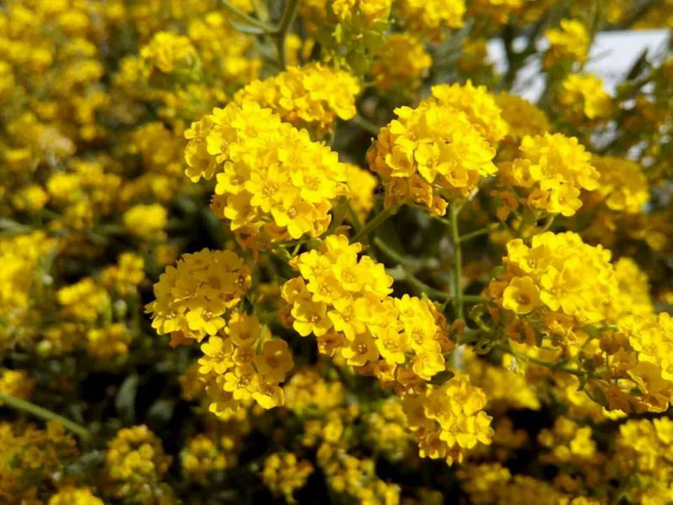 hell Gelb Crape Myrtle Baum Blumensamen zur Aussaat – lang Blüte Saison – Traditionssorte & ohne Gentechnik Samen Hausgarten