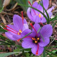 Gemischt Crocus Blumensamen zur Aussaat – kompakt Wuchs – Traditionssorte & ohne Gentechnik Samen Hausgarten