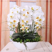 Traditionssorte Schmetterlingsorchidee Orchidee Blumensamen zur Aussaat Landhaus Garten wichtig Traditionssorte & ohne Gentechnik Samen Hausgarten