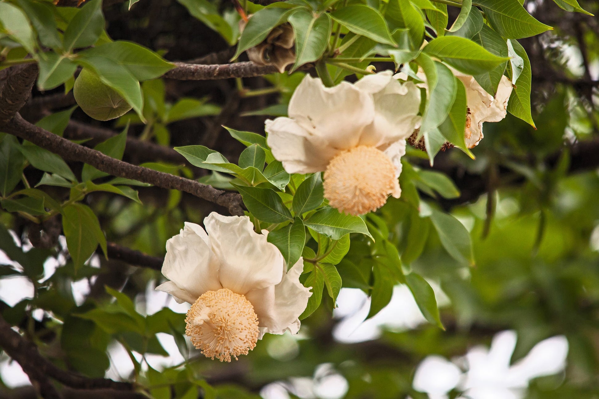 Adansonia Digitata Blumensamen zur Aussaat leuchtend Blüten Traditionssorte & ohne Gentechnik Samen Hausgarten