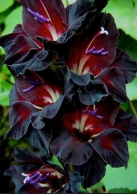 Schwarz (schwarz gladiolus) samen for anpflanzung in home garten