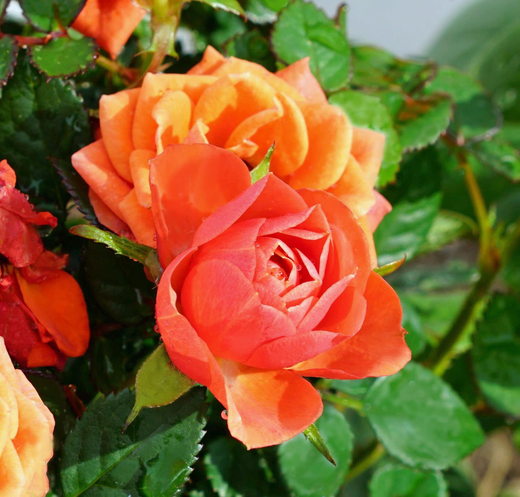 Orange kletternd Rose Blumensamen zur Aussaat duftend Blüten Traditionssorte & ohne Gentechnik Samen Hausgarten