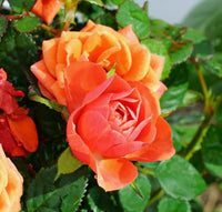 Orange kletternd Rose Blumensamen zur Aussaat duftend Blüten Traditionssorte & ohne Gentechnik Samen Hausgarten