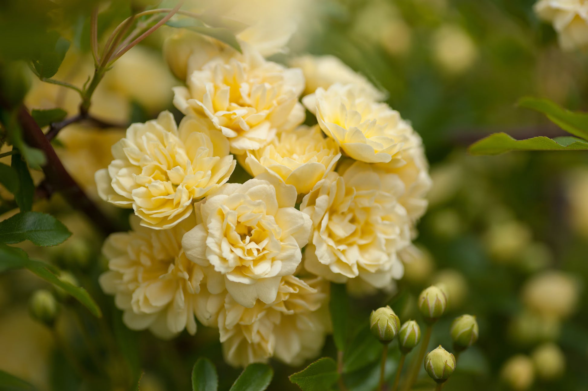 Gelb und Weiß Rose Blumensamen Aussaat farbenfroh Gärten