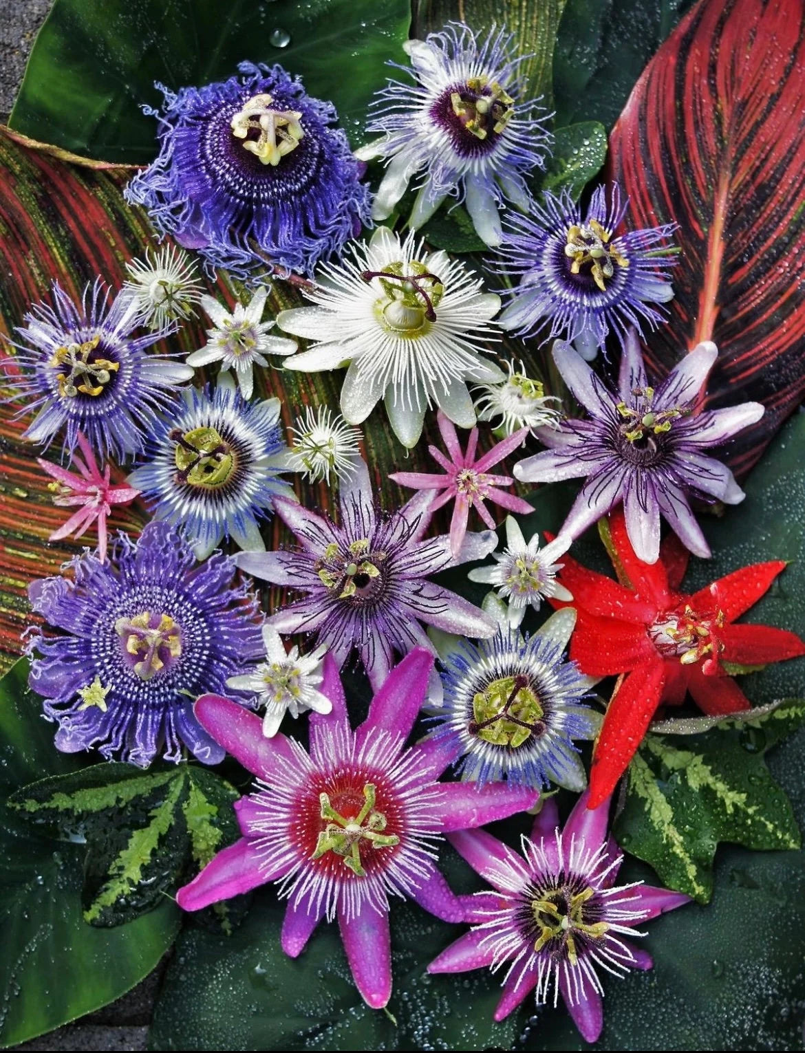 Gemischt Passion Blumensamen zur Aussaat ideal Rabatten Traditionssorte & ohne Gentechnik Samen Hausgarten