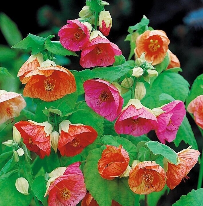 Abutilon Bellvue Blumensamen zur Aussaat – Drought verträglich – Traditionssorte & ohne Gentechnik Samen Hausgarten
