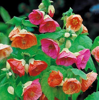 Abutilon Bellvue Blumensamen zur Aussaat – Drought verträglich – Traditionssorte & ohne Gentechnik Samen Hausgarten