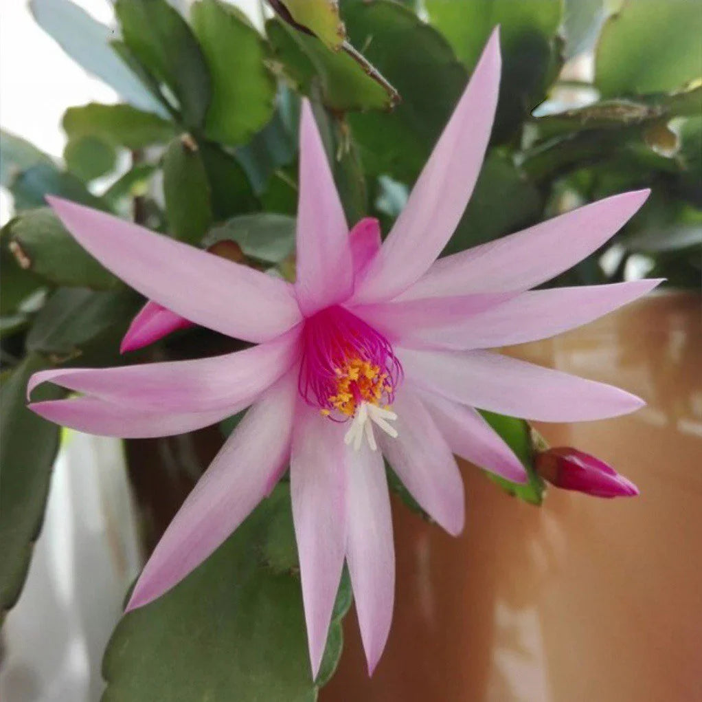 Light rosa zygocactus truncatus blume samen for anpflanzung premium quality heirloom & gmo free samen for home garten 
 
 sale samen for home garten anpflanzung