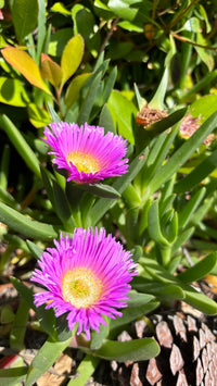 Lila Ice Blumensamen zur Aussaat – Anzucht – Traditionssorte & ohne Gentechnik Samen Hausgarten