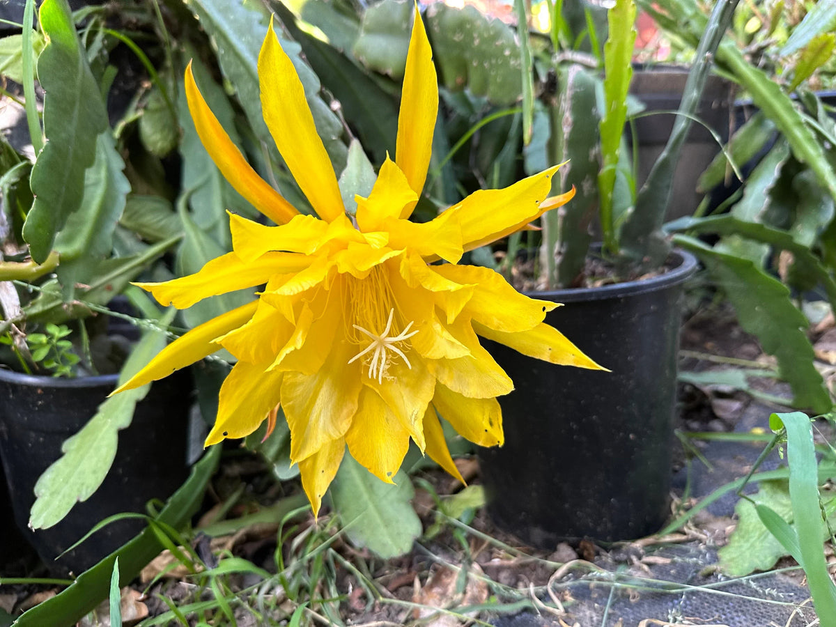 Gelb epiphyllum oxypetalum samen blume samen for anpflanzung compact growth heirloom & gmo free samen for home garten 
 
 sale for anpflanzung in home garten