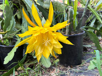 Gelb epiphyllum oxypetalum samen blume samen for anpflanzung compact growth heirloom & gmo free samen for home garten 
 
 sale for anpflanzung in home garten